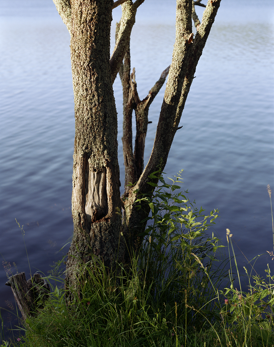 A photograph by Torbjorn Rodland depicting a tree in slanting daylight in front of a lake